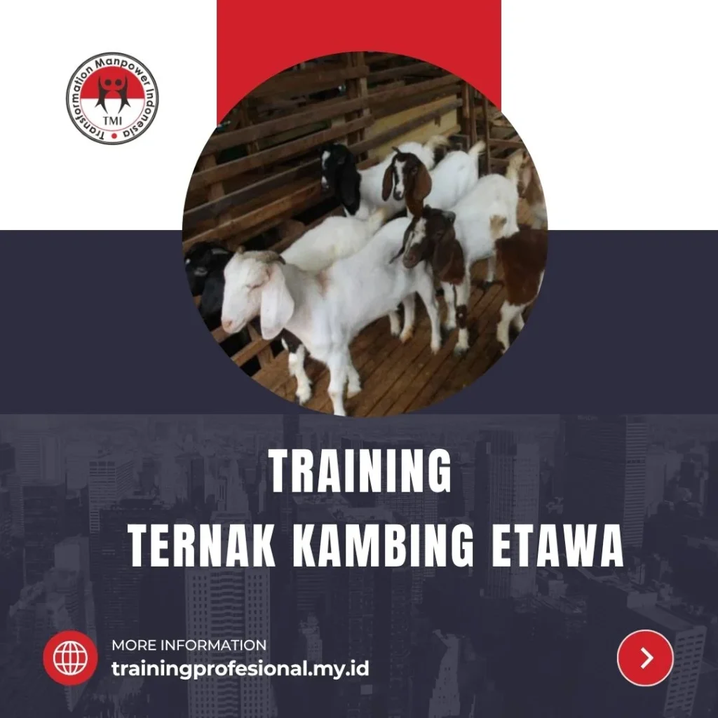 TRAINING PETERNAKAN KAMBING